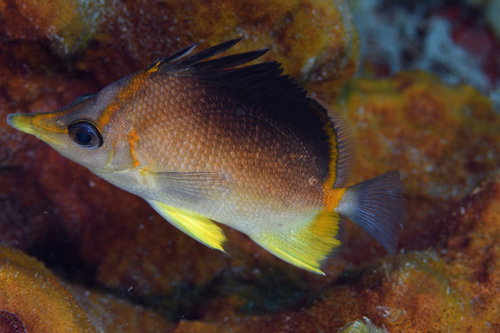Butterbun (Prognathodes aculeatus) — Chaetodontidae — 4