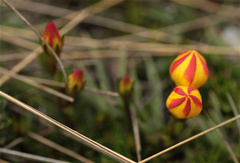 Gentianella hirculus