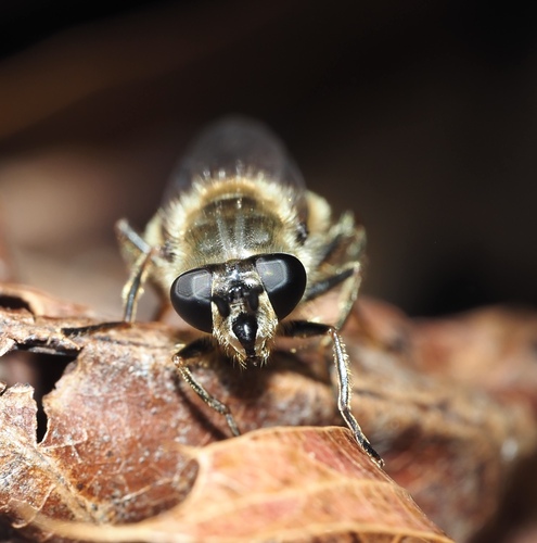 Unknown species found near Fauquier County, VA, USA