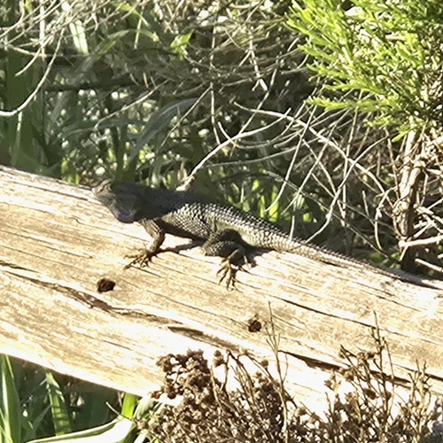 Western Fence Lizard observed by staceaceae