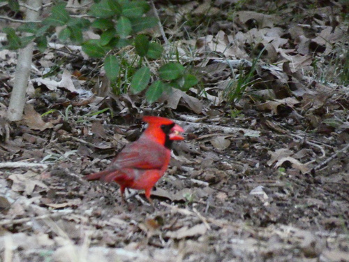 Northern Cardinal observed by deerteef