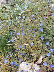 Veronica triphyllos