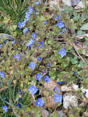 Veronica triphyllos