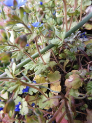 Veronica triphyllos
