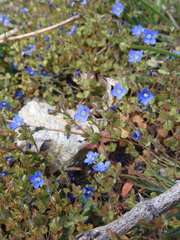 Veronica triphyllos