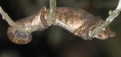 Calumma nasutum