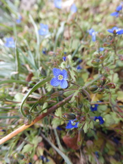 Veronica triphyllos
