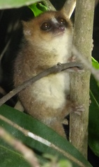 Microcebus lehilahytsara