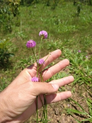 Polygala longicaulis