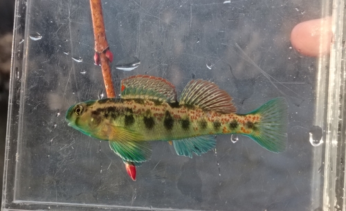 Cumberland snubnose darter (Etheostoma atripinne) — Percidae — 2
