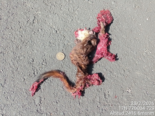 Chucuri observed by earaguillin