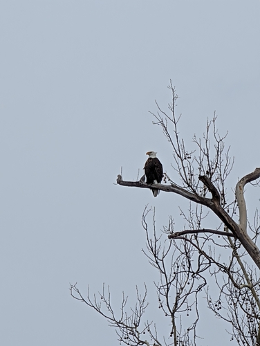 Bald Eagle