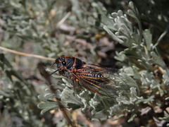 Neoplatypedia constricta