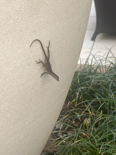 Brown Anole