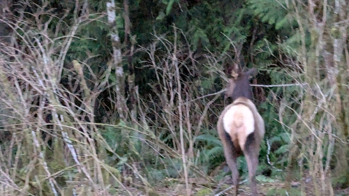 Elk observed by doviende