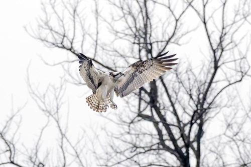 ミサゴ observed by m_sato