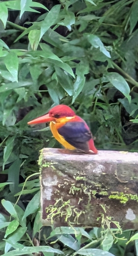 Black-backed Dwarf Kingfisher (Ceyx erithaca), photo 4