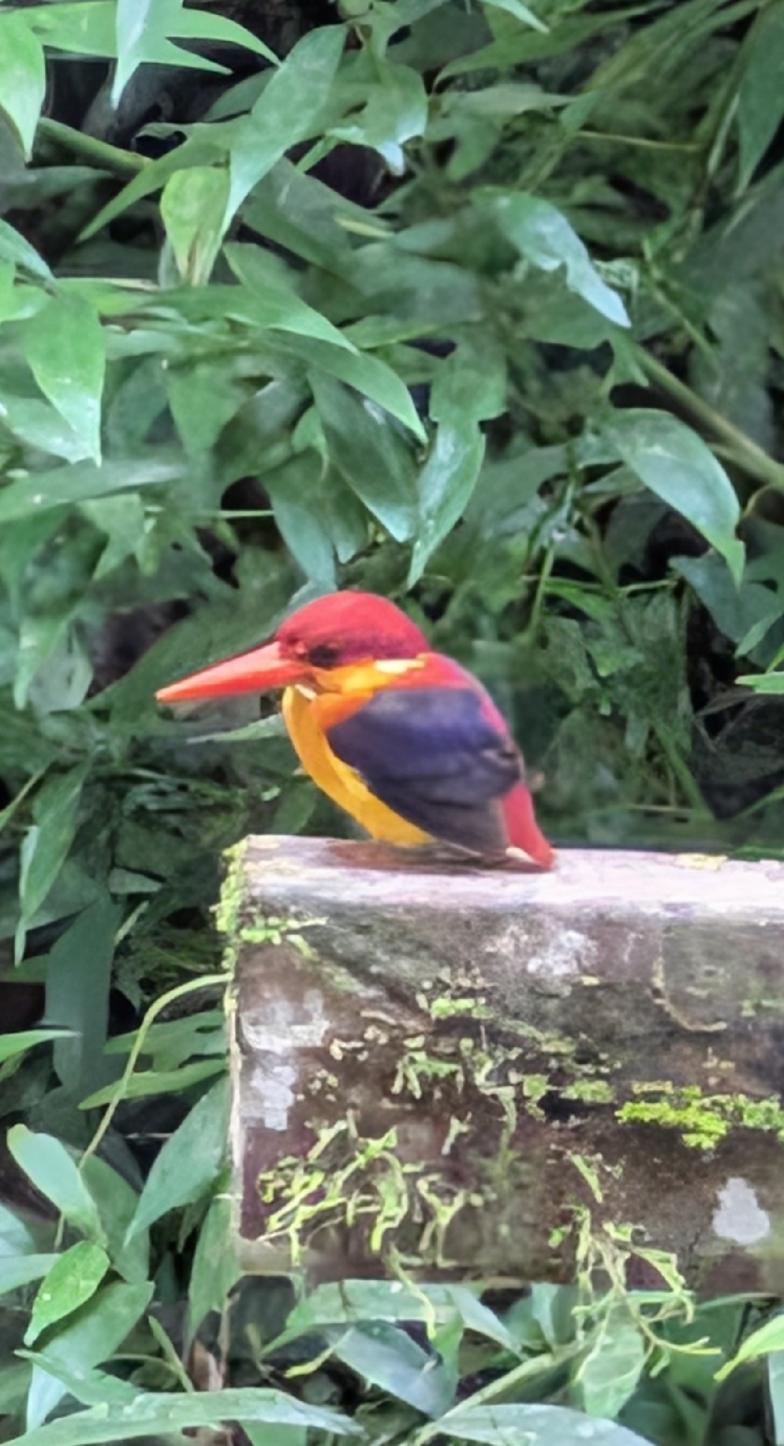 Black-backed Dwarf Kingfisher (Ceyx erithaca), photo 4