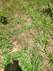 Polygala longicaulis