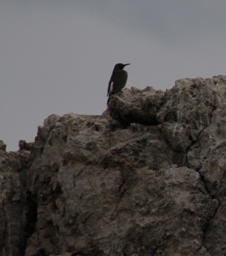 Northern Flicker observed by graysonponti