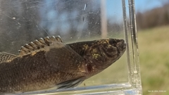 Barrens Darter photo 3