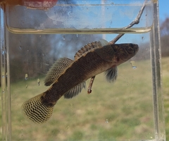 Barrens Darter photo 2