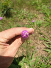 Polygala longicaulis