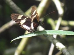 Nymphalidae