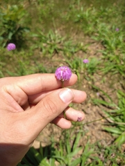 Polygala longicaulis