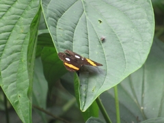 Adelpha leucophthalma