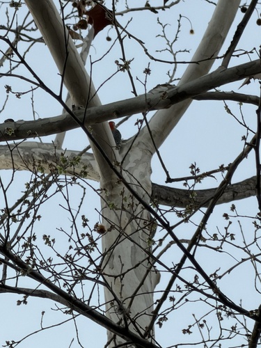 Red-bellied Woodpecker observed by scforest12