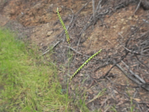 spreading liverseed grass (Urochloa eminii)