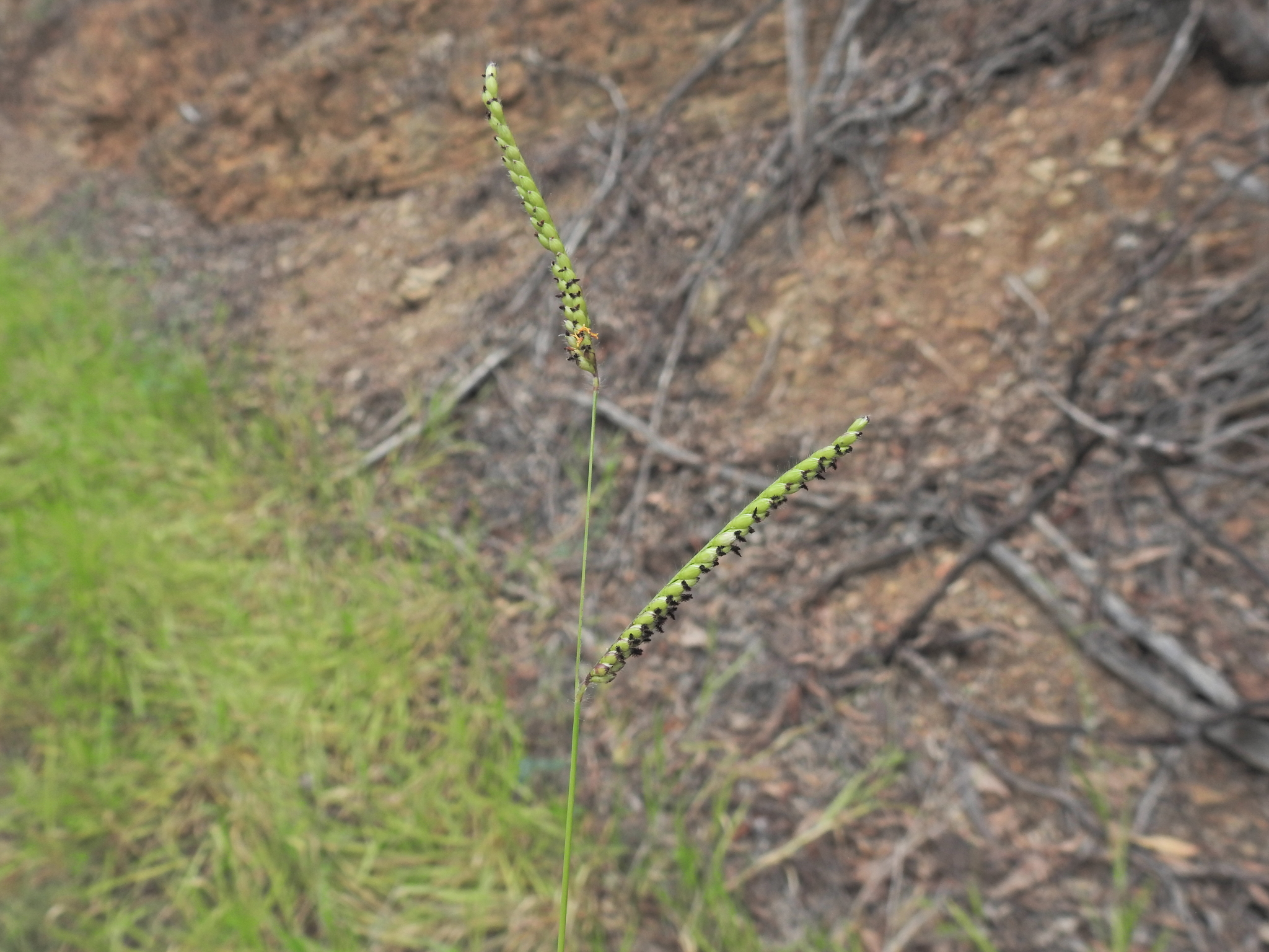 Basilisk Signal Grass (Urochloa eminii)