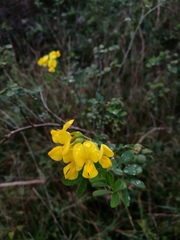 Hippocrepis