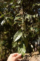 Elaeagnus conferta, photograph (c) Siddarth Machado, some rights reserved (CC BY)