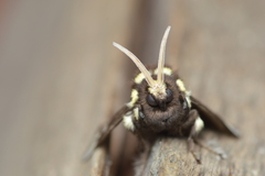Megalopyge albicollis