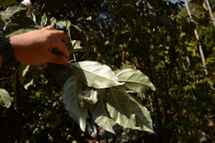 Elaeagnus conferta, photograph (c) Siddarth Machado, some rights reserved (CC BY)