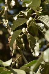 Elaeagnus conferta, photograph (c) Siddarth Machado, some rights reserved (CC BY)