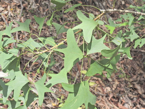 Bat's wing Coral tree (Erythrina vespertilio)