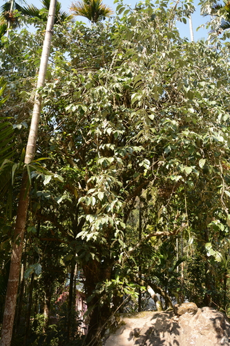Elaeagnus conferta, photograph 4