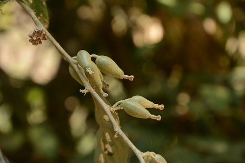 Eastern Silverberry (Elaeagnus conferta)