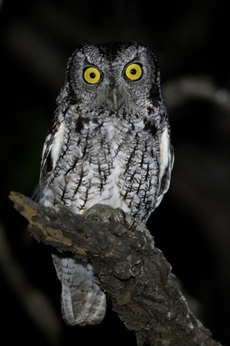 Tecolote del Este observed by panza_rayada