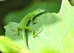 Anolis huilae