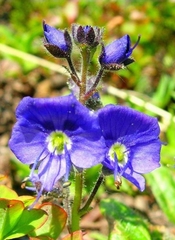Veronica grandiflora