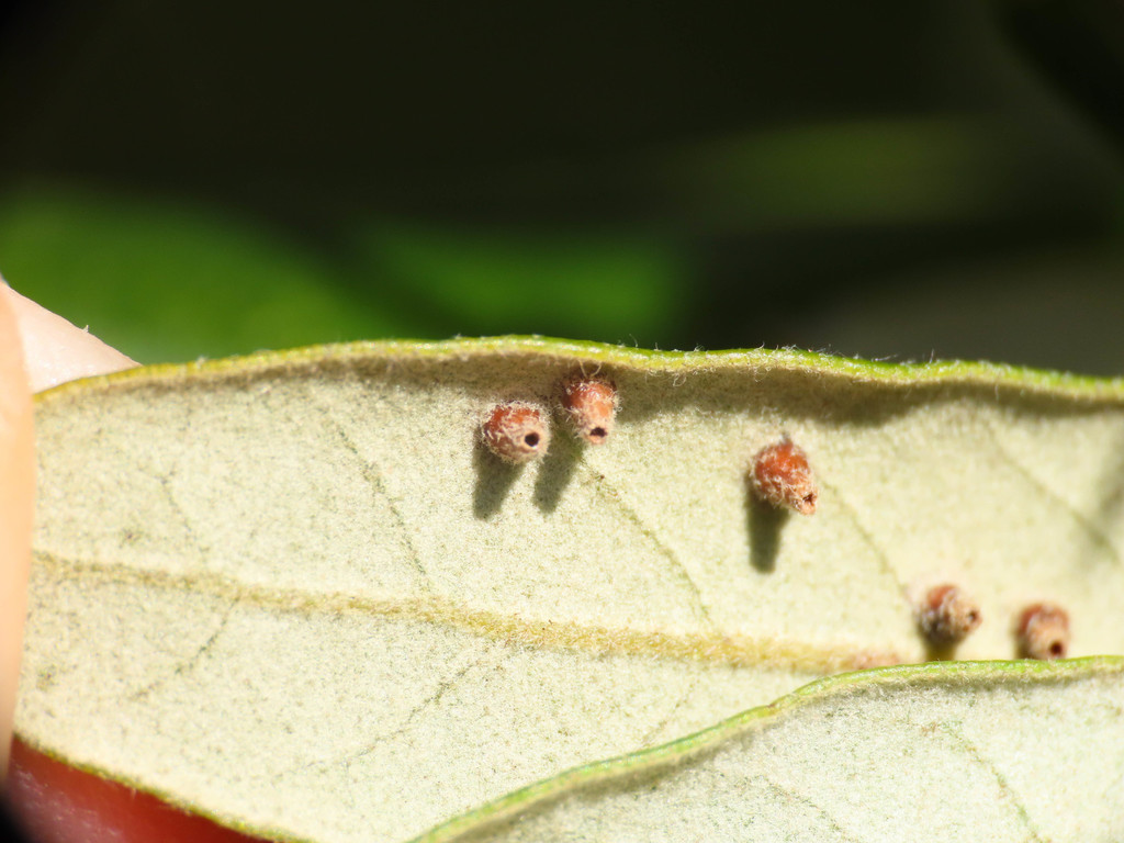 Contarinia ilicis