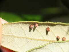 Contarinia ilicis