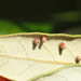 Contarinia ilicis - Photo (c) Emanuele Santarelli, some rights reserved (CC BY-SA), uploaded by Emanuele Santarelli