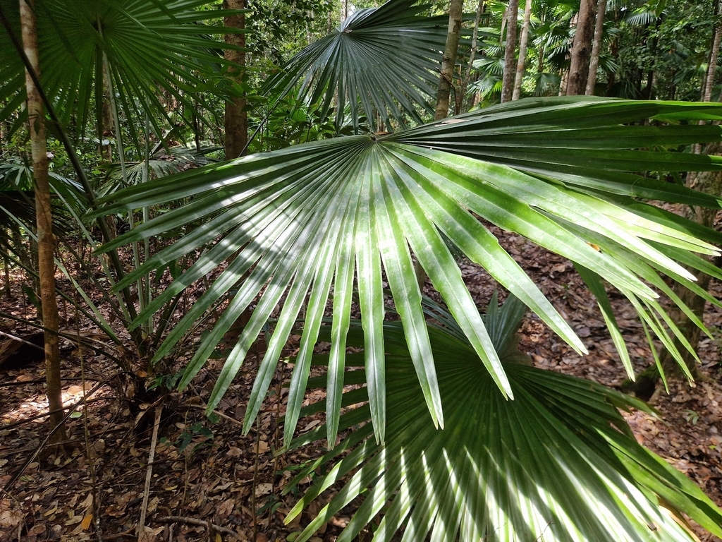 Footstall Palm (Saribus rotundifolius)