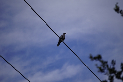 Band-tailed Pigeon observed by amckaba
