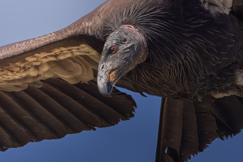 California Condor observed by condor_55